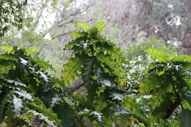 Image result for Acanthus polystachyus
