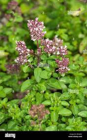Image result for Origanum majorana