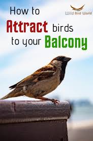 Best Bird Feeders For Small Birds Only The Best Way To Attract Birds To Your Balcony Is To Choose The Correct Feeder Balcony Rail Suction And Tr How To Attract Birds Attract Wild Birds Wild Birds