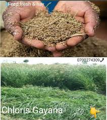 Image result for Chloris gayana