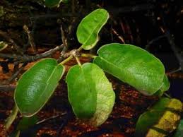Image result for Ficus stuhlmannii