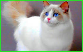 100 kumpulan gambar kucing cantik dan imut imut di indonesia saat ini dengan demam media sosial maka. Terkeren 25 Foto Foto Kucing Lucu Dan Menggemaskan 5000 Gambar Kucing Lucu Imut Dan Paling Menggemaskan Sour Gambar Kucing Lucu Foto Kucing Lucu Kucing Lucu