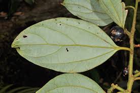 Image result for Cryptocarya