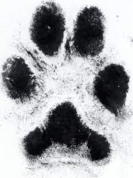 Tattoo Of Actual Paw Print I Want To Do This Brilliant Idea For That Four Legged Best Friend Dog Tattoos Paw Tattoo Print Tattoos