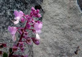 Image result for Plectranthus chimanimanensis