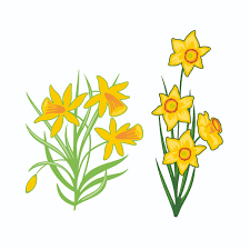 Free Free Narcissus Flower Svg 911 SVG PNG EPS DXF File