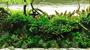 Hamiledyi aquarium plant holder,crystal glass aquatic decor plant cup pot with suction cups for fish tank aquarium aquascape decoration,4 pack. Aquascaping Landscape Gardening But Underwater Financial Times