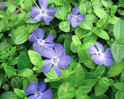 We are well versed in designing deer resistant landscapes, so don't hesitate to ask us for help! Vinca Bowles Bluestone Perennials
