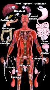 Image result for internal organs