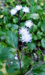 Image result for Ageratum conyzoides