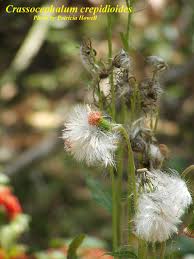 Image result for Crassocephalum crepidioides