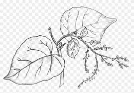 28 Collection Of Money Plant Drawing Money Plant Leaf Black And White Hd Png Download 2300x1569 1527395 Pngfind Free vector icons in svg, psd, png, eps and icon font. 28 collection of money plant drawing