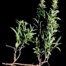 Image result for Clerodendrum ternatum