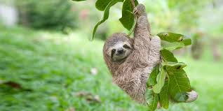 They are considered to be most closely related to anteaters, together making up the xenarthran order pilosa. Sloth Baby Hanging On A Branch Outside Sloth Of The Day