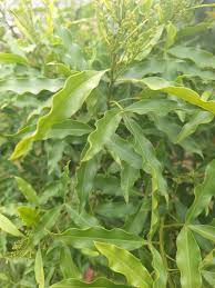 Image result for Vepris