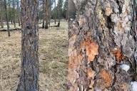Landowners Urged to Inspect Trees for Mountain Pine Beetle ...