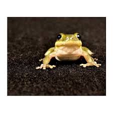 Which means more time to float a raft, watch tadpoles, pose a poseable frog, wear a playful hat, or win a round of. Preschoolers Learn About Frogs In Activities Centered Around Pfeffer S Book From Tadpole To Frog Brighthub Education