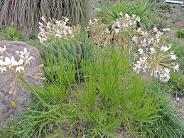 Image result for Pelargonium luridum