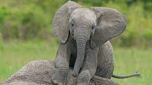 Tired Baby Elephant Hitches a Jumbo-Sized Piggyback Ride From His Friend