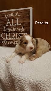 Aka mini aussie) mini australian shepherds. Australian Shepherd Puppies For Sale Long Prairie Mn 313572