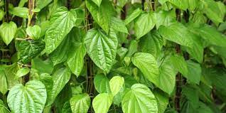 We did not find results for: 39 Manfaat Daun Sirih Merah Dan Hijau Untuk Mata Wajah Juga Bagi Wanita Diadona Id