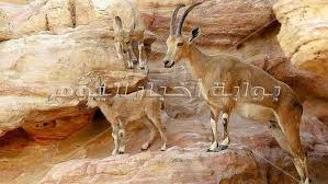 جددنا نادى وادى دجلة المعادى.دلوقتى تقدر تستمتع بالمنطقة الإجتماعية الجديدة و ملاعب كرة قدم بالاضافة. Ù…Ø­Ù…ÙŠØ© ÙˆØ§Ø¯ÙŠ Ø¯Ø¬Ù„Ø© Ø§ÙƒØªØ´Ù Ø¬Ù…Ø§Ù„ Ø§Ù„Ø·Ø¨ÙŠØ¹Ø© ÙˆØ§Ù„Ù…ØºØ§Ù…Ø±Ø© ØµÙˆØ± Ø¨ÙˆØ§Ø¨Ø© Ø£Ø®Ø¨Ø§Ø± Ø§Ù„ÙŠÙˆÙ… Ø§Ù„Ø¥Ù„ÙƒØªØ±ÙˆÙ†ÙŠØ©