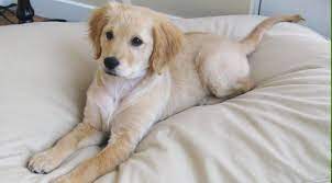 Miniature Golden Retriever Miniature Golden Retriever Golden Retriever Comfort Retriever