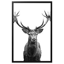 Ein bild mit schwarzem rahmen gut an einer hellen wand, wohin. Bjorksta Gerahmtes Bild Horn Schwarz Ikea Osterreich Hirsch Bild Hangende Kunst Horner