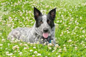 Thank you for everyone who purchased a puppy! Australian Shepherd Blue Heeler Mix What To Know Before Buying All Things Dogs All Things Dogs