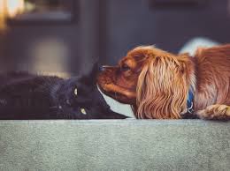 Rabies Did You Know Dogs Dog Breeds Pets