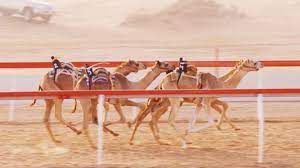 Dubai camel racing club is one of the most spectacular zones of the city and offers a unique range of entertainment for all its visitors from all age groups. Camel Racing The Multi Million Dollar Industry Mixing Modernity And Tradition Cnn