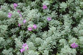 Image result for Pycnostachys schliebenii