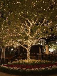 From thomas edison's ingenious marketing strategy to carson williams' viral wizards of winter display, here are some facts about fairy lights to keep you warm throughout the. Eight Dream Fairy Lights Outdoor Christmas Lights Outdoor Tree Lighting Backyard Trees