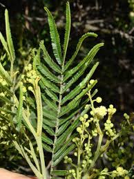 Image result for Acacia mearnsii