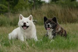 The american akita has a stocky, muscular body with big bones and the akita inu appears to have a slimmer build. Das Wesen Des Akita Und American Akita Akita Club E V Verein Fur Akita American Akita