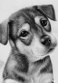 Pin By Leyla On Hayvanlar Baby Animal Drawings Realistic Animal Drawings Animal Drawings