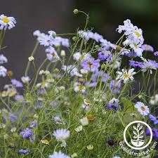 Image result for Brachycome