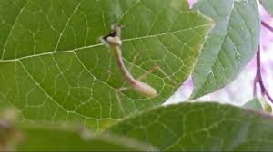 カマキリの幼虫がアリを捕食 Youtube