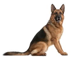 Image result for german shepherd