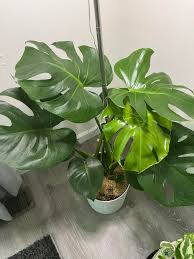 Image result for Cyanastrum