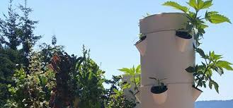 Grow 50 plants in just 4.5 sqft. Aeroponics And Cannabis Cultivation With Tower Garden Ganjapreneur