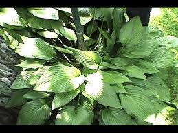 By digging up and subsequently dividing your hostas, you can propagate a successful, healthy plant into multiple plants. Transplant Hostas How To Divide Plant Hostas Gardenfork 17 Youtube