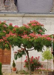 Image result for Albizia