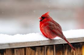 rangers vs cardinals