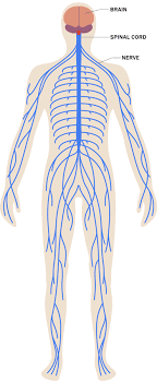 Meanwhile, nerves in the skin. Nervous System Parts And Their Functions Vnaya Com