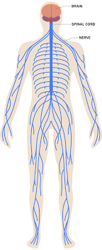 Damage to the brain can be caused by many things, for example, trauma and als. Nervous System Parts And Their Functions Vnaya Com