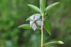 Image result for Sauvagesia