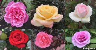 In fact, there are different kinds of flowers that we come. The A Z List Of Rose Names And Classifications With Pictures Florgeous