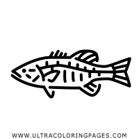 Free collection of largemouth bass coloring page. Bass Coloring Page Ultra Coloring Pages