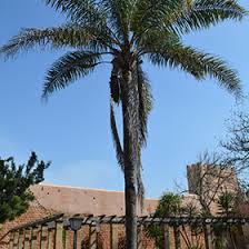 Image result for Syagrus romanzoffiana